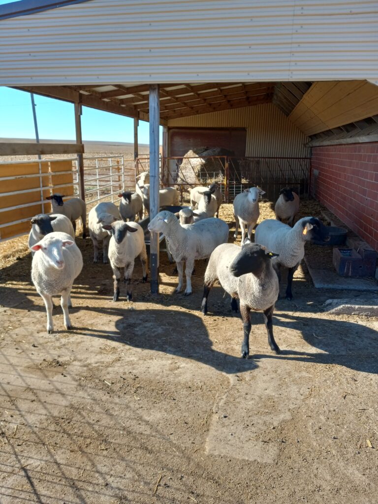 Bancroft sheep winter 2022